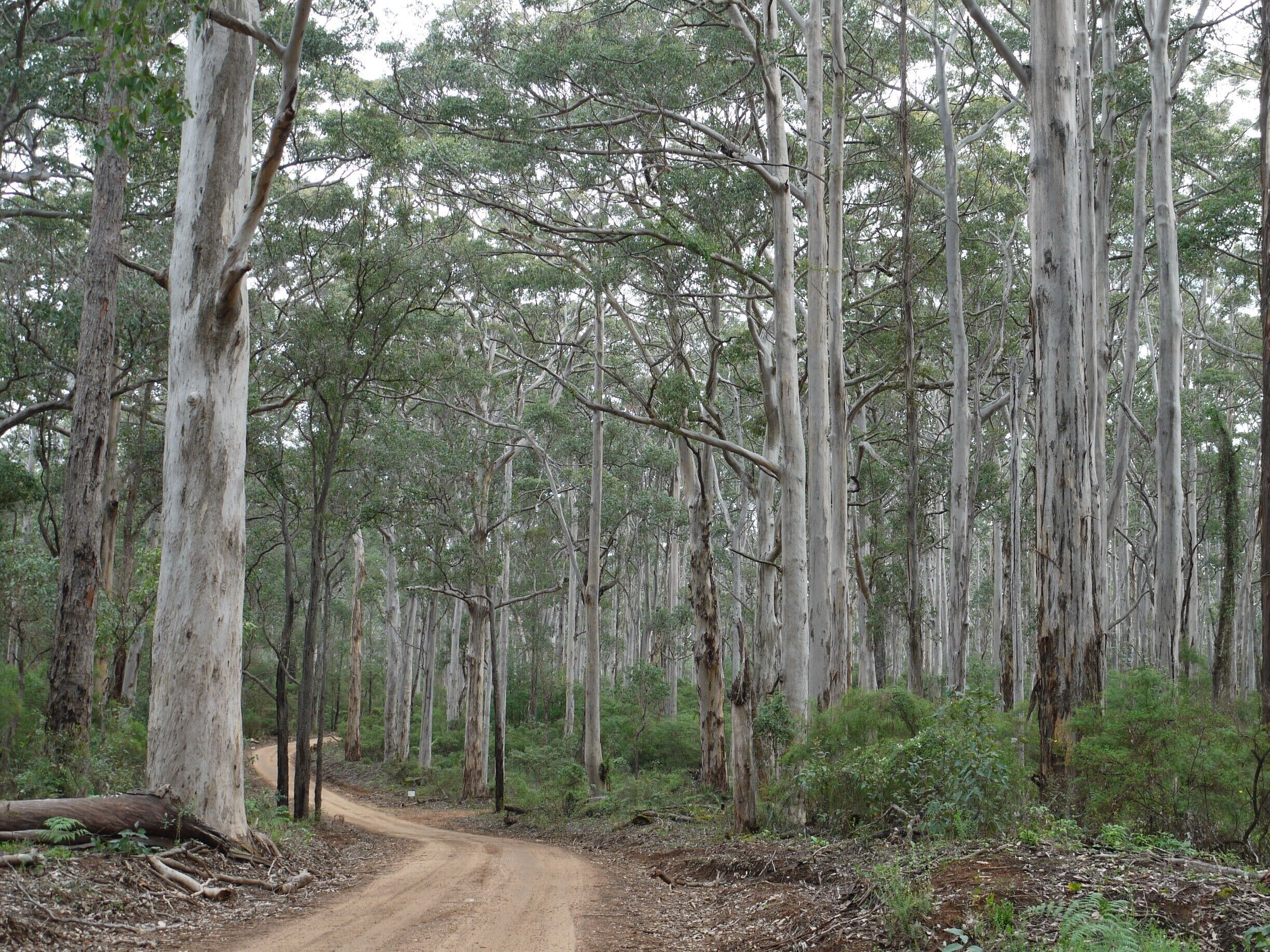 A dirt road winding through a dense eucalyptus forest.