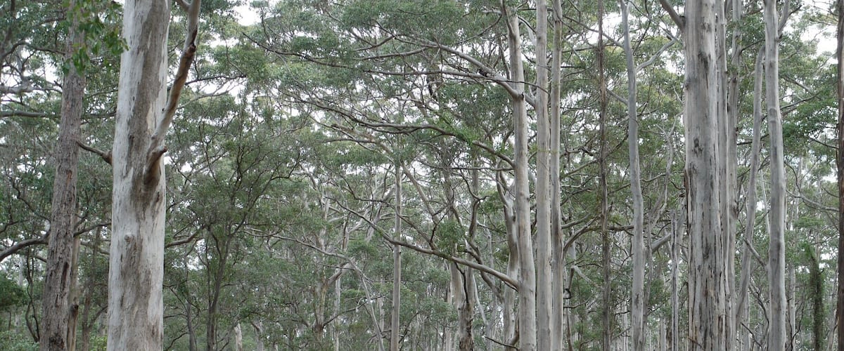 A dirt road winding through a dense eucalyptus forest.