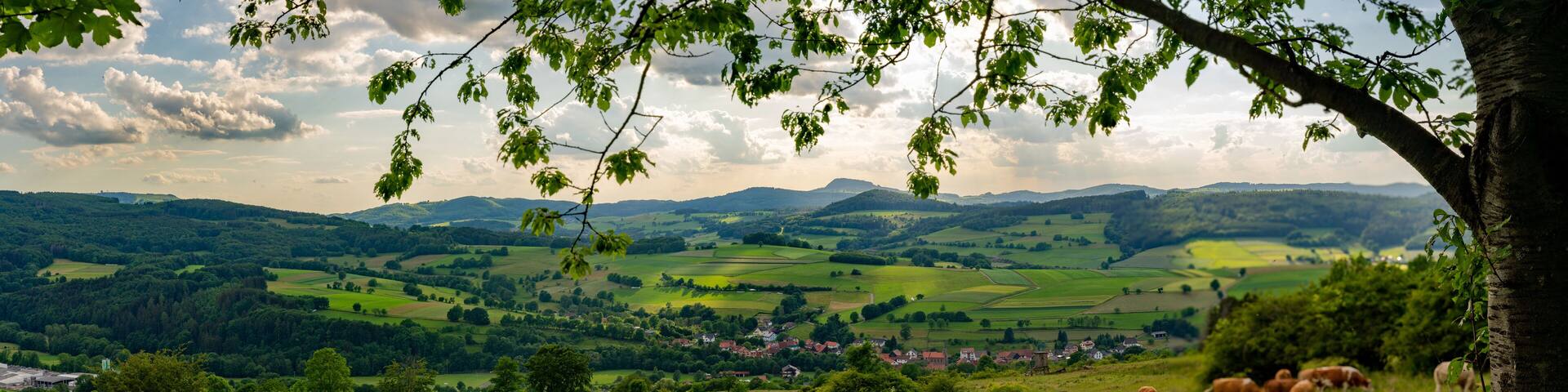 Landschaft, Natur, KĂŒhe, Kuh, Weide, Panorama, Rhön, ThĂŒringen, Frankenheim, Hilders