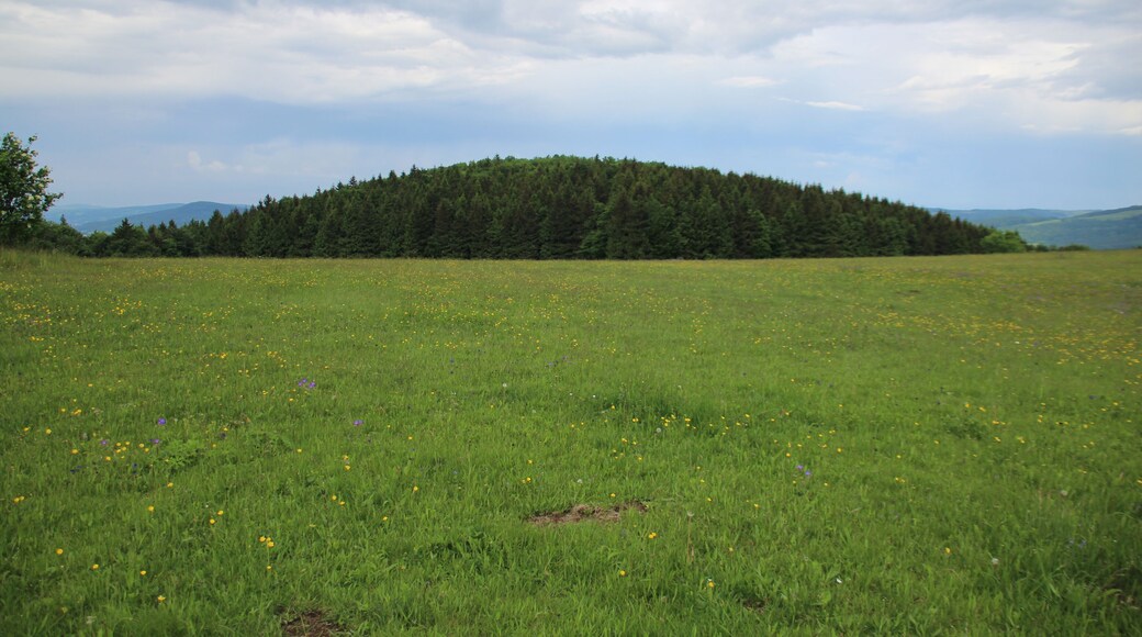 Blick vom Plateau des Weiherbergs ostwärts zum nahe benachbarten Fuchsküppel
