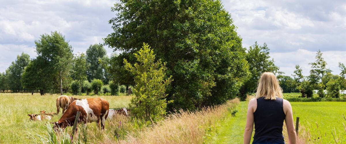 A woman in a field with cows and a large tree.