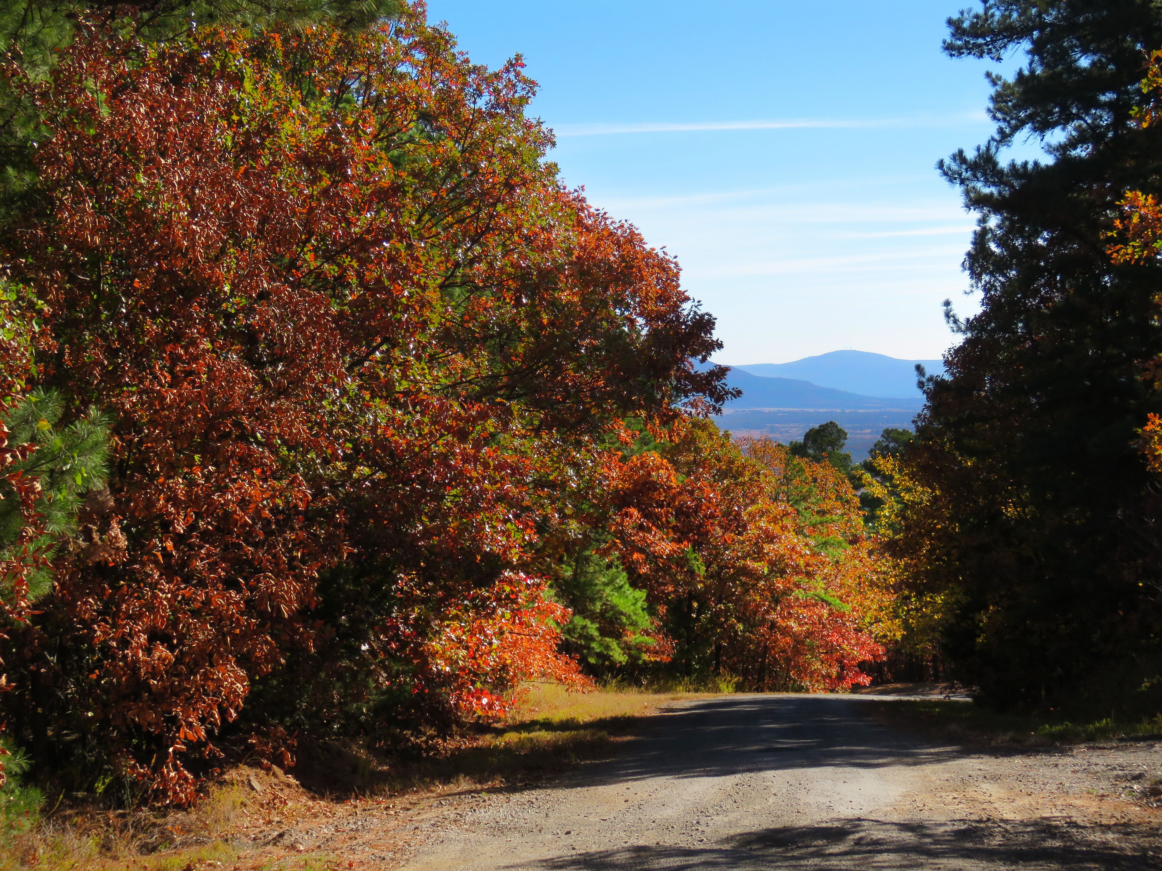A dirt road flanked by trees with autumn foliage, leading towards distant mountains.