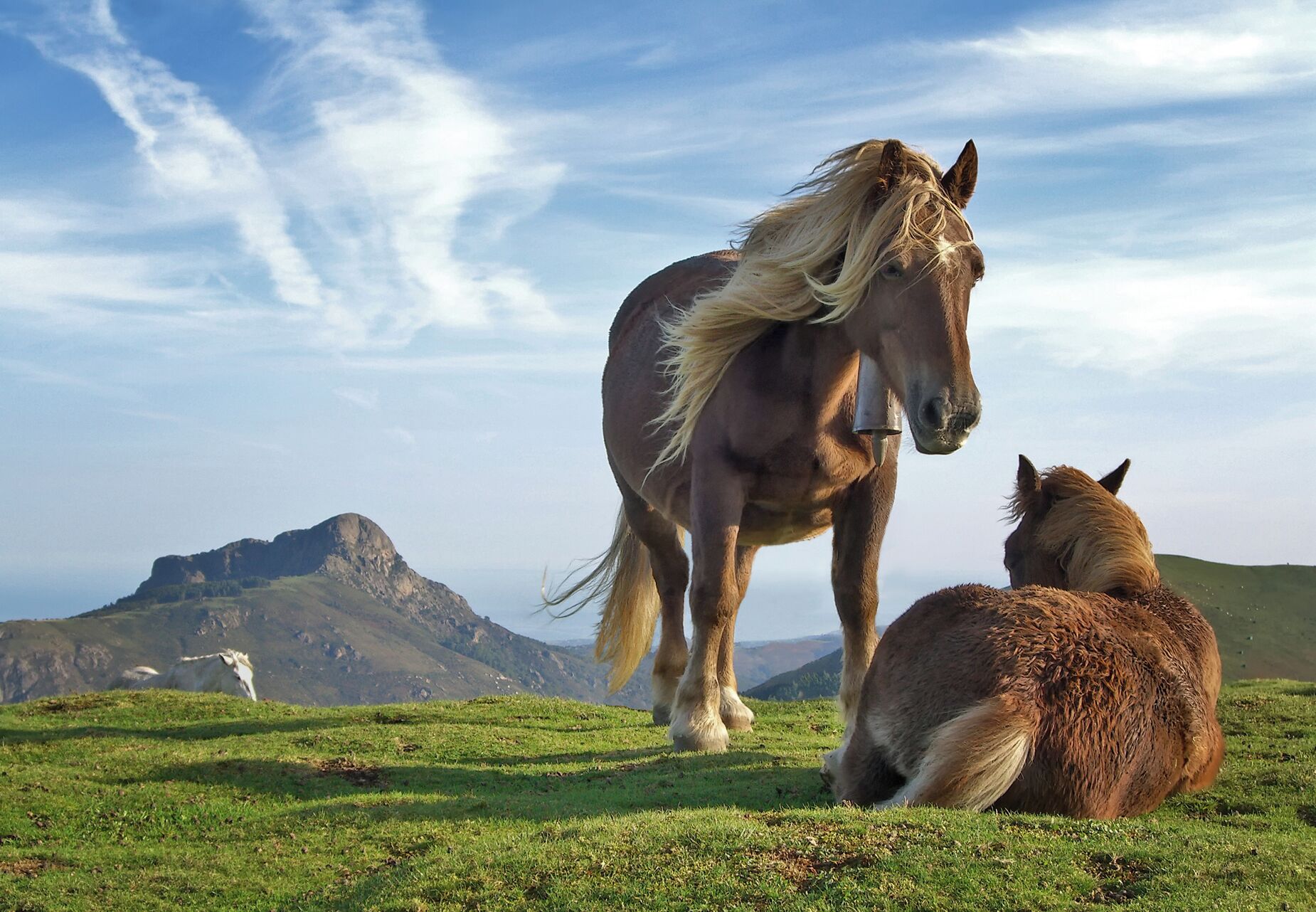 Horses on Bianditz mountain, in Navarre, Spain. Behind them Aiako mountains can be seen.