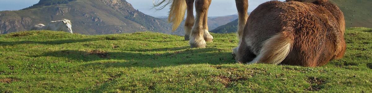 Horses on Bianditz mountain, in Navarre, Spain. Behind them Aiako mountains can be seen.