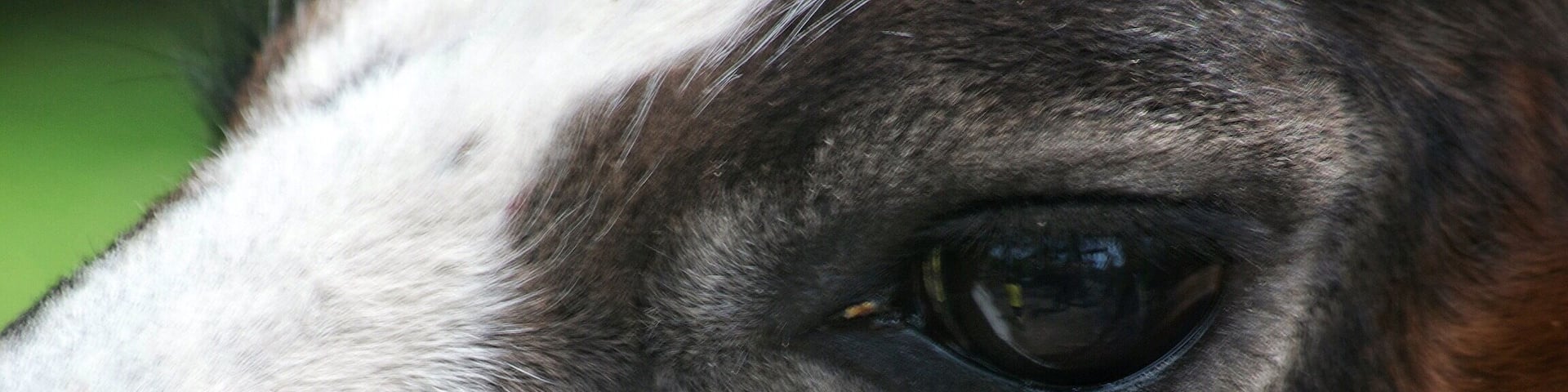 Eye of the beholder. He was looking at me when I took the picture. #vacation #roadtrip #nature #outdoor #NikonD3100 #macrophotography #macrolens