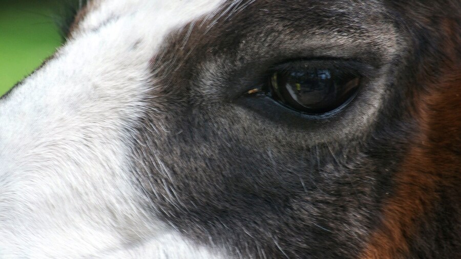 Eye of the beholder. He was looking at me when I took the picture. #vacation #roadtrip #nature #outdoor #NikonD3100 #macrophotography #macrolens