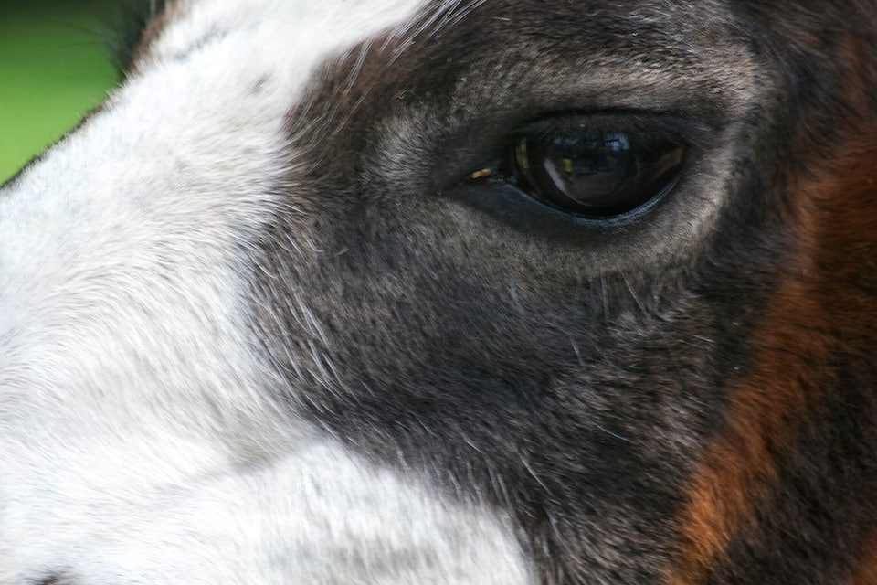 Un primer plano del ojo y parte del rostro de un caballo.