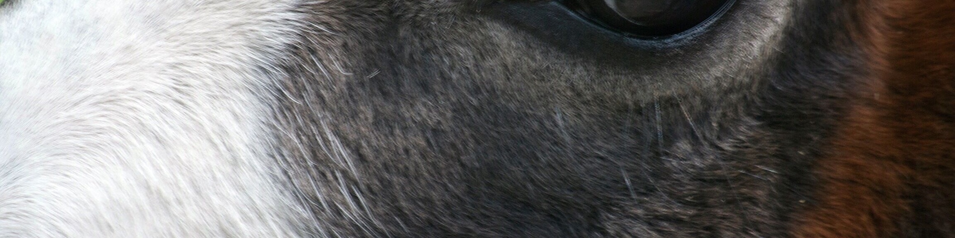 Eye of the beholder. He was looking at me when I took the picture. #vacation #roadtrip #nature #outdoor #NikonD3100 #macrophotography #macrolens