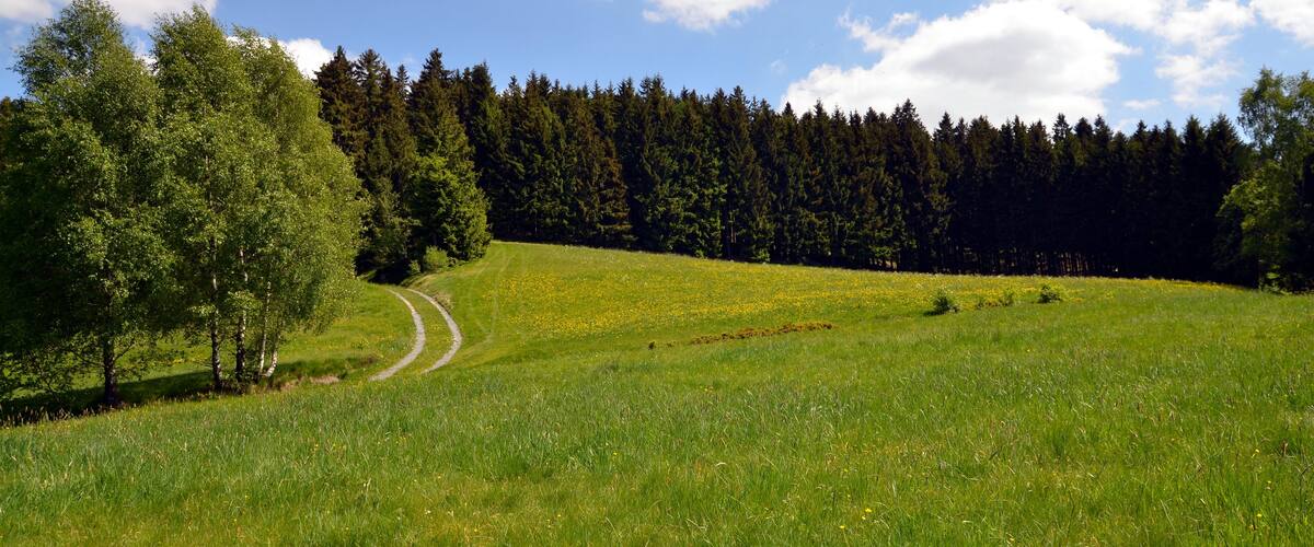 A grassy field with a winding path, dense forest, and a clear blue sky.