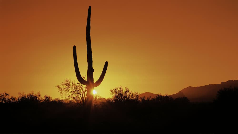 This is Organ Pipe Cactus National Monument at sunrise. Silhouetted is a Saguaro cactus.