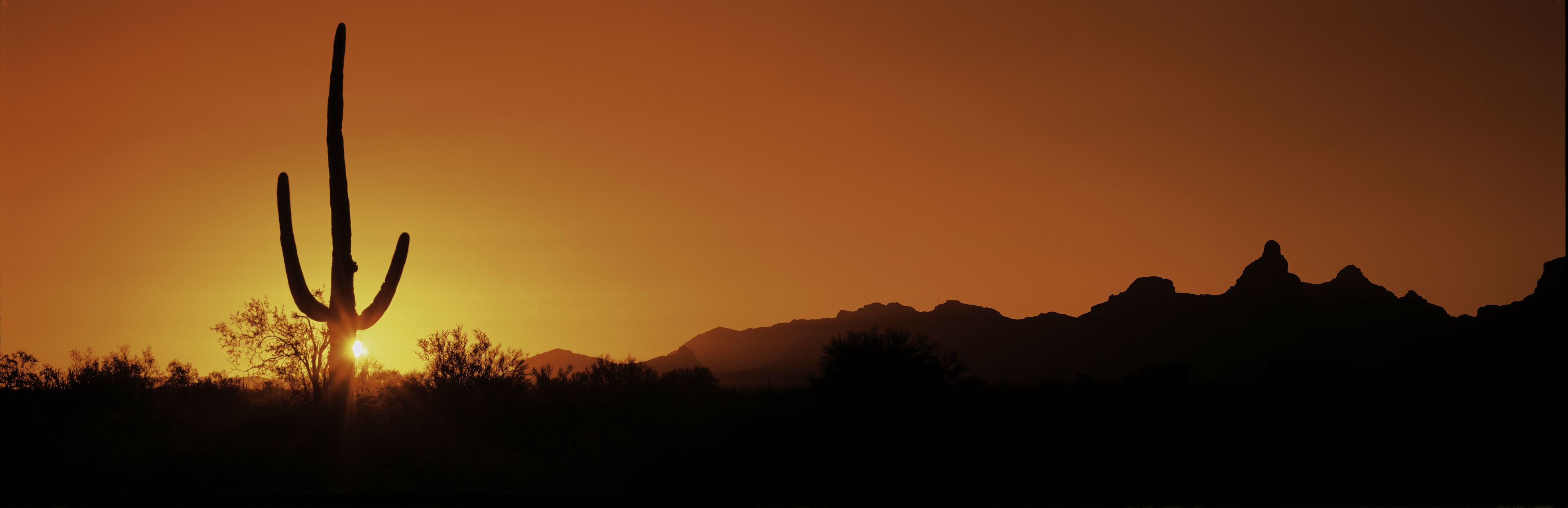 A cactus silhouetted against a sunset with mountains in the background.