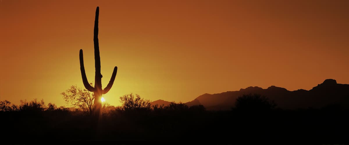 A cactus silhouetted against a sunset with mountains in the background.