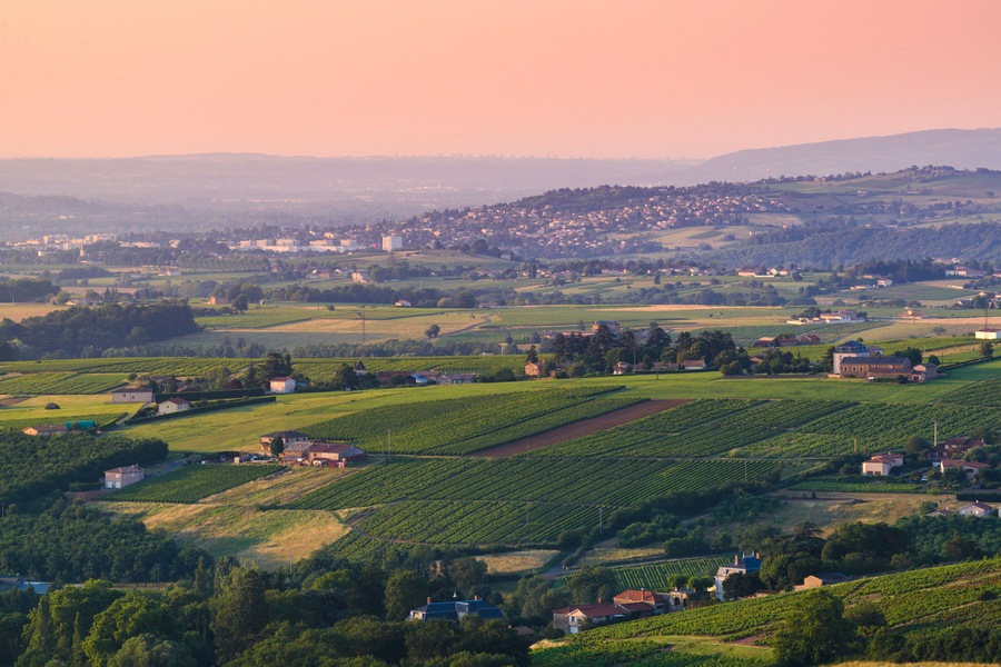 Paysage de vignes et vue sur Limas, Beaujolais, France