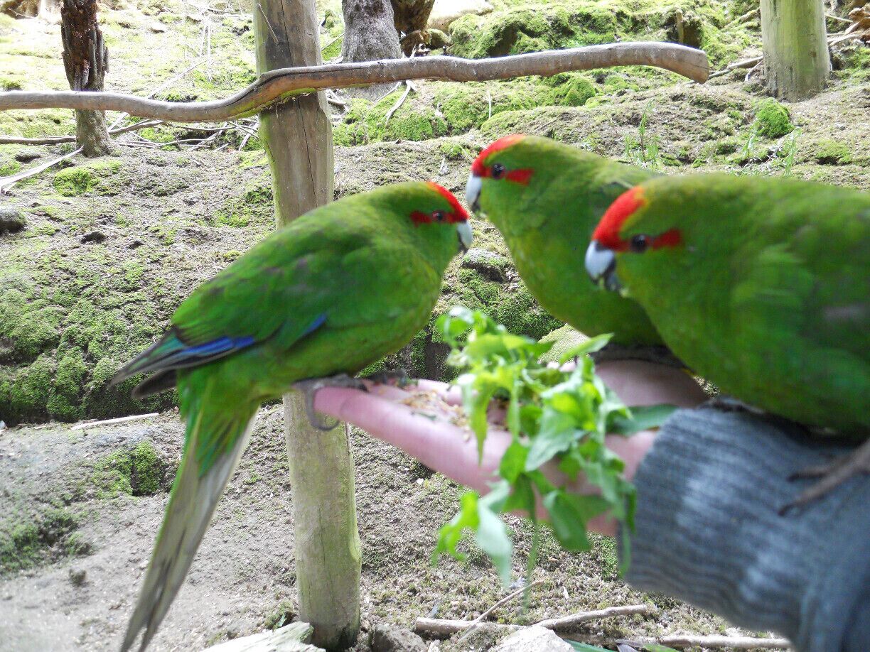 At Lochmara Lodge, you can take part in the daily feeding of many animals which are part of wildlife recovery efforts, including (at the time of my visit) these beautiful Kakarikis.