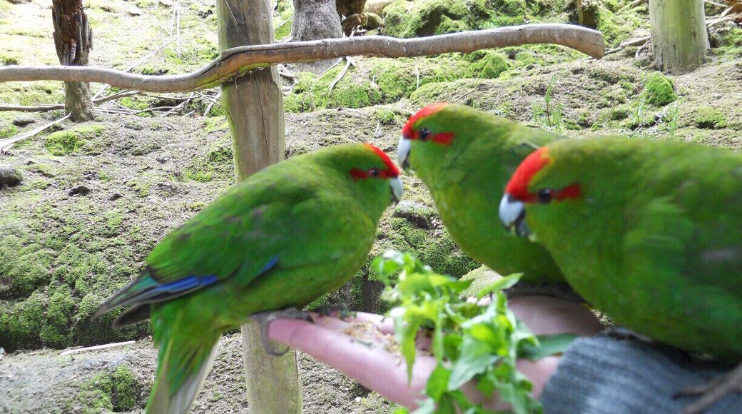 At Lochmara Lodge, you can take part in the daily feeding of many animals which are part of wildlife recovery efforts, including (at the time of my visit) these beautiful Kakarikis.