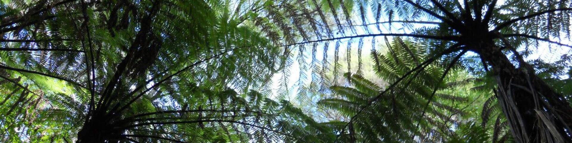 A walk through the Marlborough Sounds region provides a close up of amazing native plants, like this canopy of tree ferns.