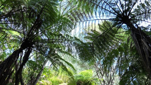A walk through the Marlborough Sounds region provides a close up of amazing native plants, like this canopy of tree ferns.