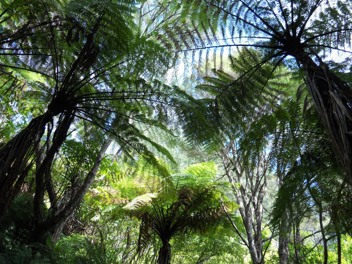 A dense forest with tall trees and lush green foliage.