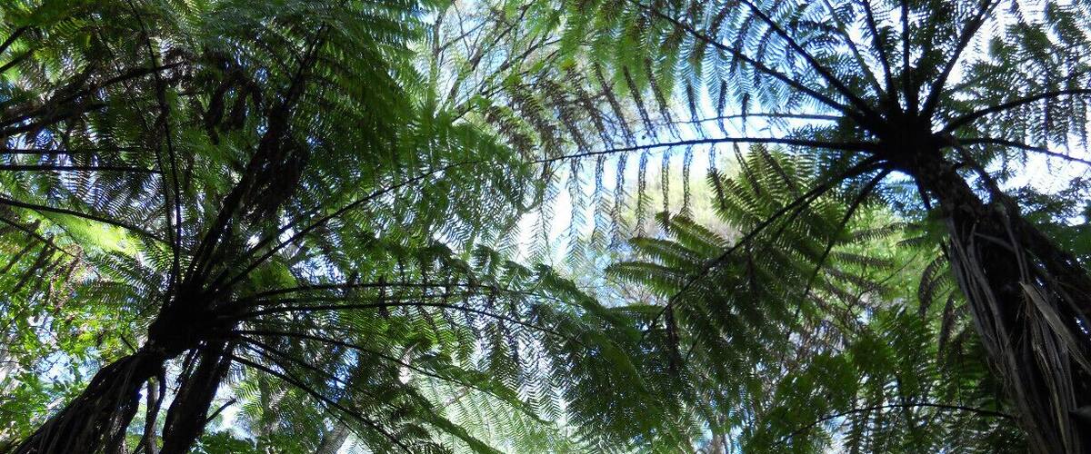 A dense forest with tall trees and lush green foliage.