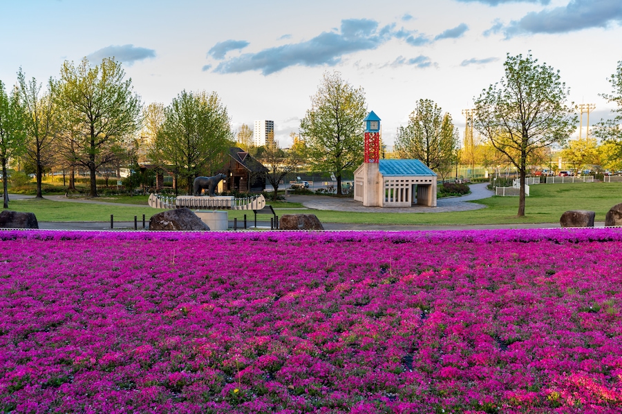 Flowers bloom in the Mississauga Park. Kariya City, Aichi, Japan.