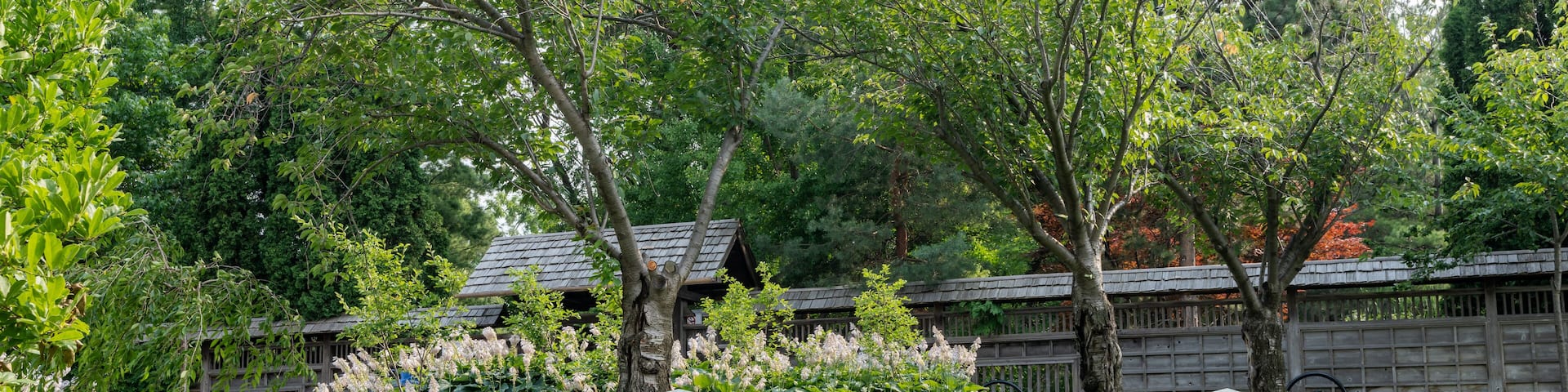 Kariya Park in summer. A Japanese garden located in downtown Mississauga.
