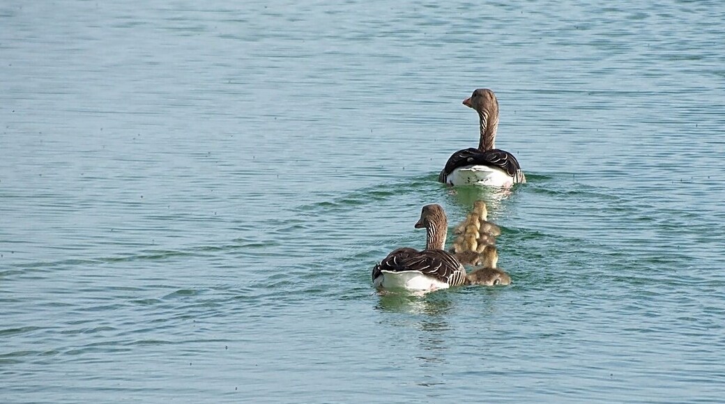 Greylag Goose family (Infineon Park, Neubiberg, Germany)