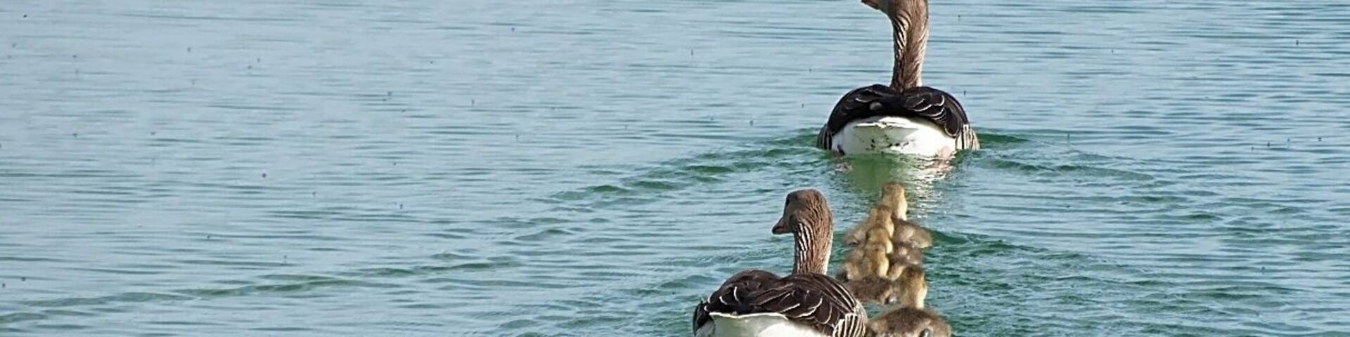 Greylag Goose family (Infineon Park, Neubiberg, Germany)