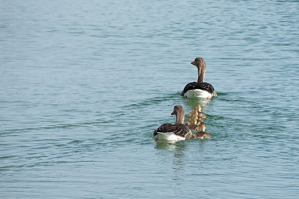 Two ducks swimming in calm water.