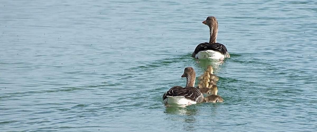 Two ducks swimming in calm water.