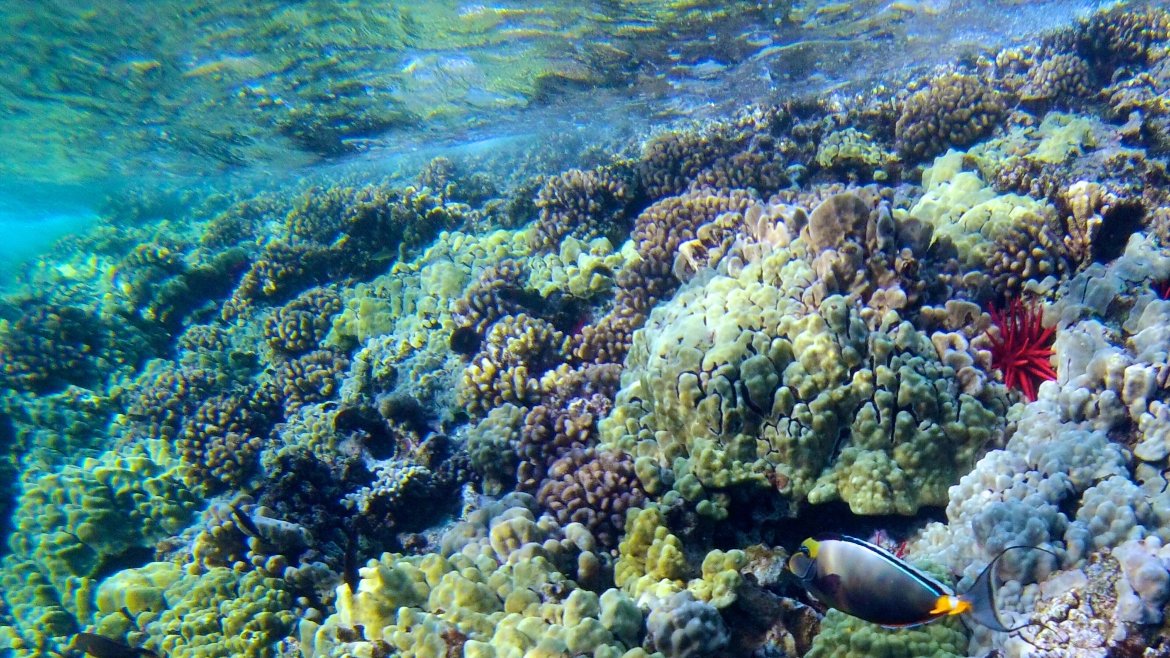 Molokini featuring coral and marine life