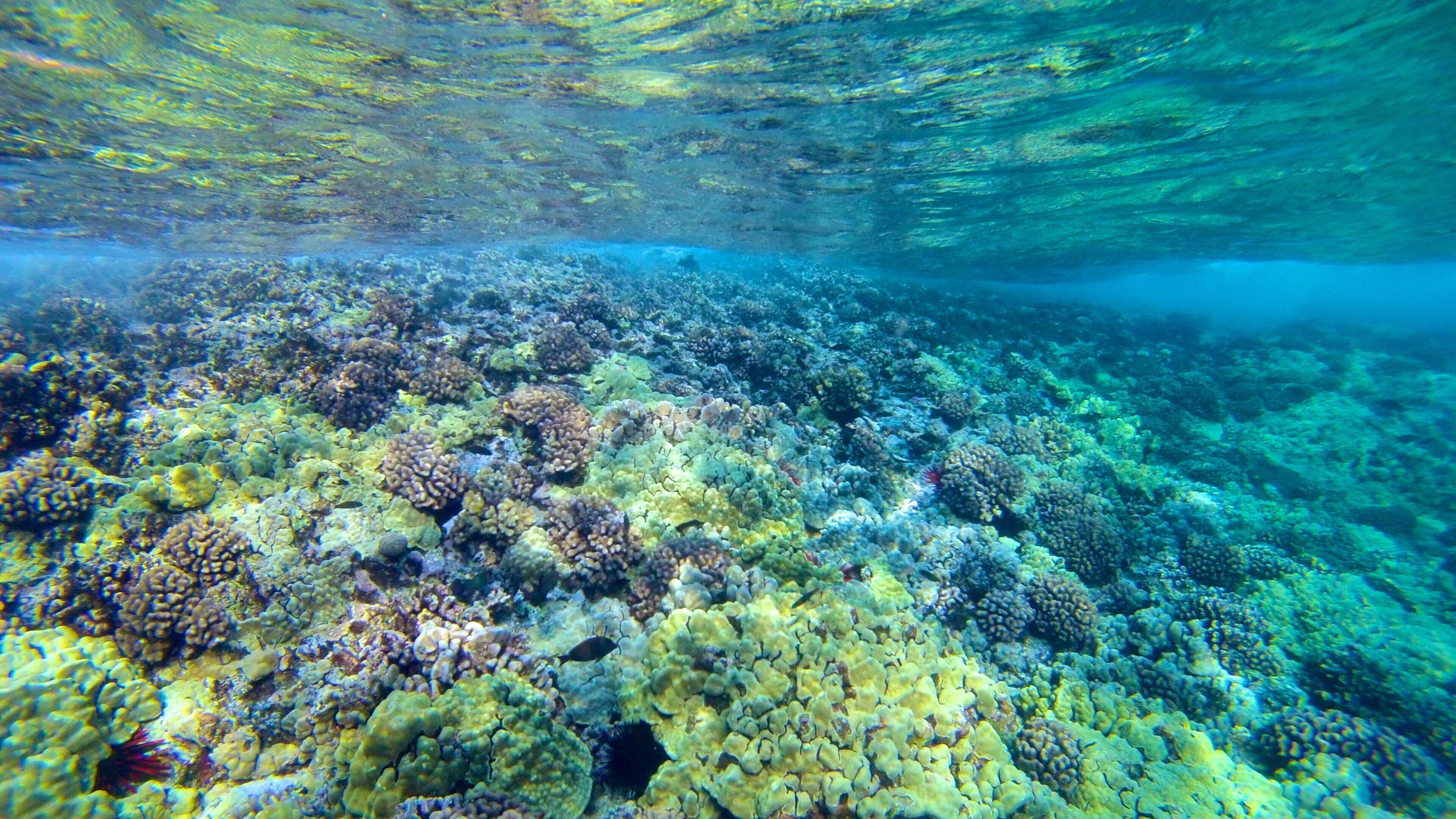 Molokini qui includes récifs colorés