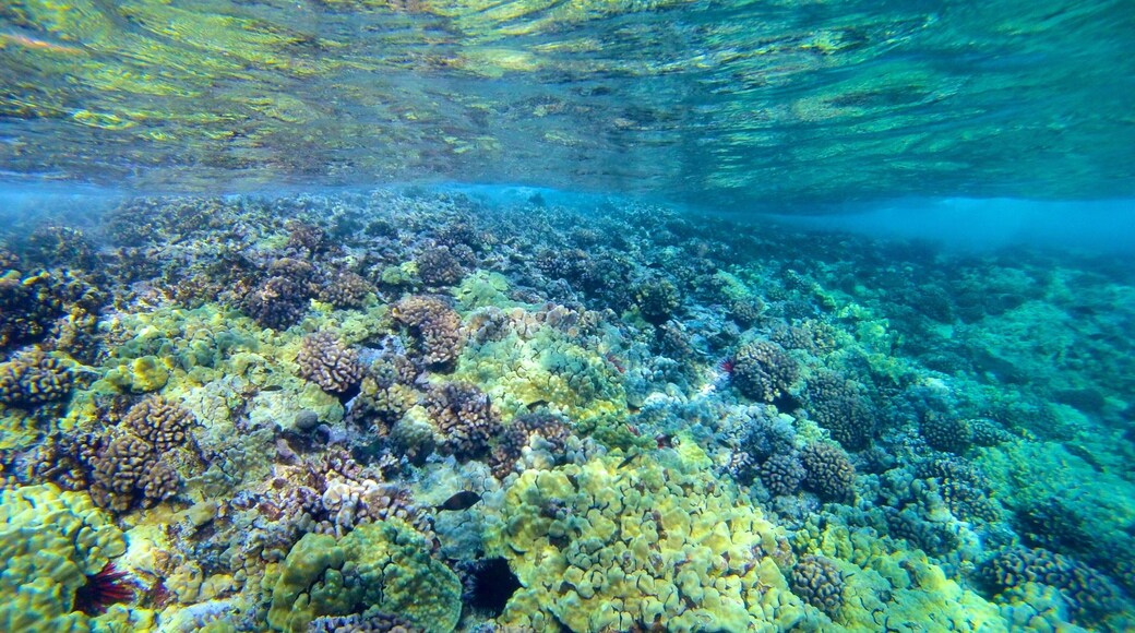 Molokini qui includes récifs colorés