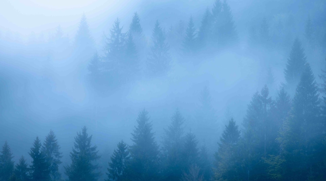 Came to Geroldsee to photograph the small huts at sunrise but ended up liking the intimate shots of the misty forest the best.
#BVS100k