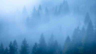 Came to Geroldsee to photograph the small huts at sunrise but ended up liking the intimate shots of the misty forest the best.
#BVS100k