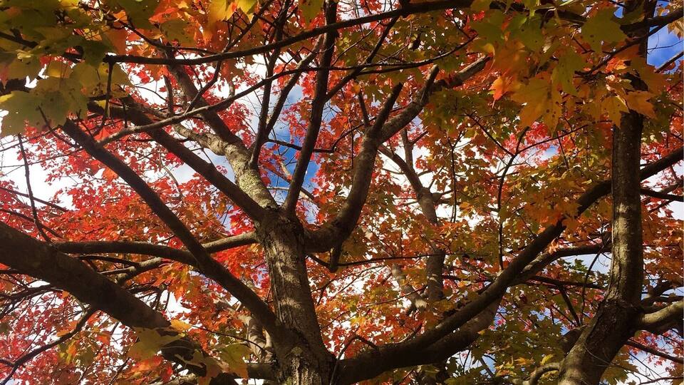A tree with red and yellow leaves against a clear blue sky.