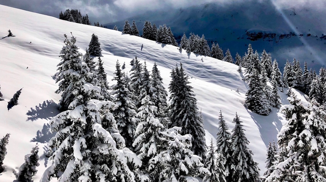 The snow sparkled with sunshine