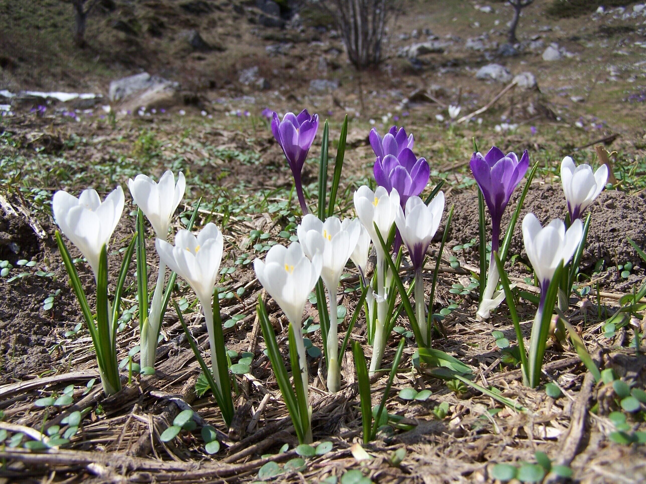 Crocus