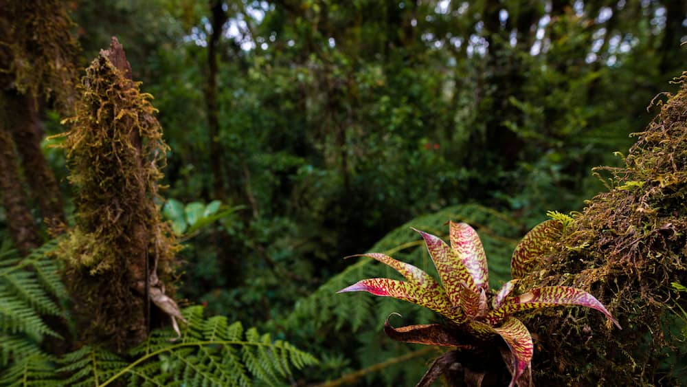 Bromeliad - San Jose de la Montana, Costa Rica