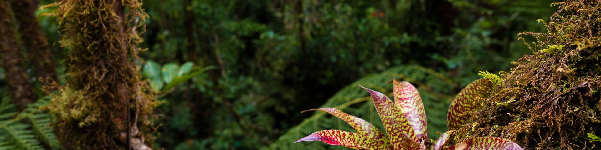 Bromeliad - San Jose de la Montana, Costa Rica