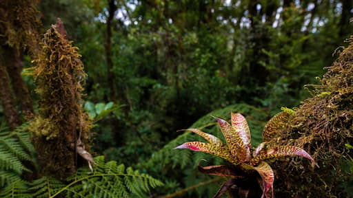Bromeliad - San Jose de la Montana, Costa Rica
