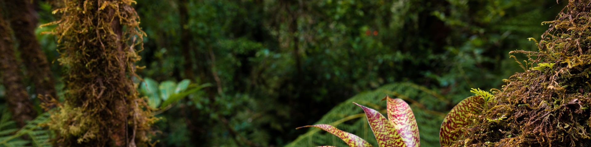 Bromeliad - San Jose de la Montana, Costa Rica