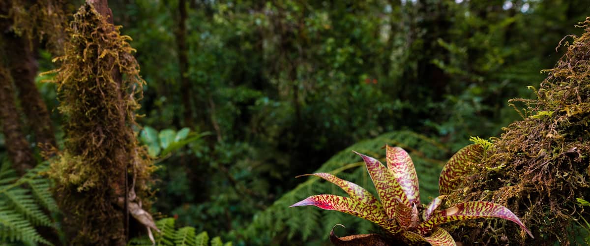 A lush forest with a moss-covered tree trunk and a plant with pink and yellow leaves.