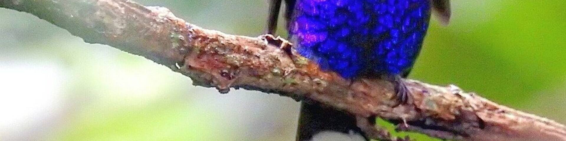 Violet Sabrewing Hummingbird Male