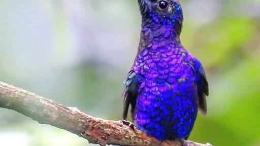 Violet Sabrewing Hummingbird Male