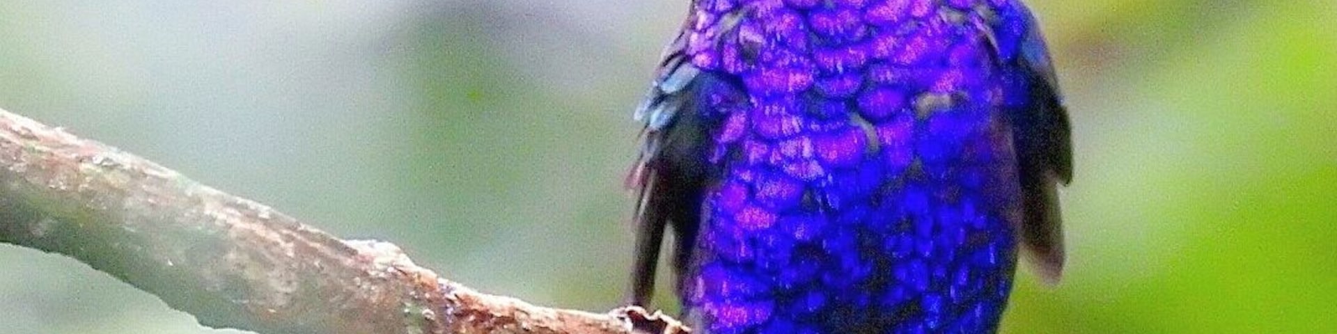 Violet Sabrewing Hummingbird Male