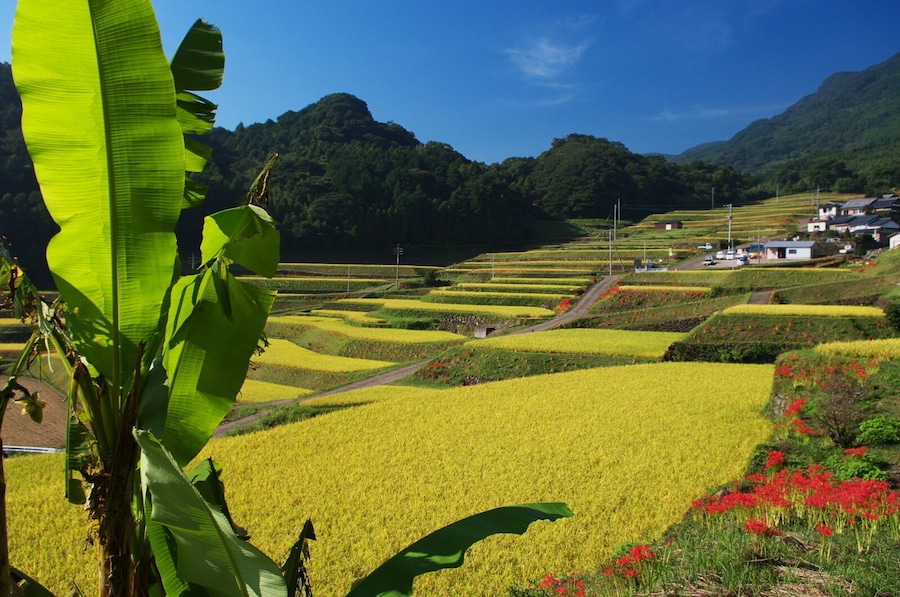 彼岸花と炭山棚田