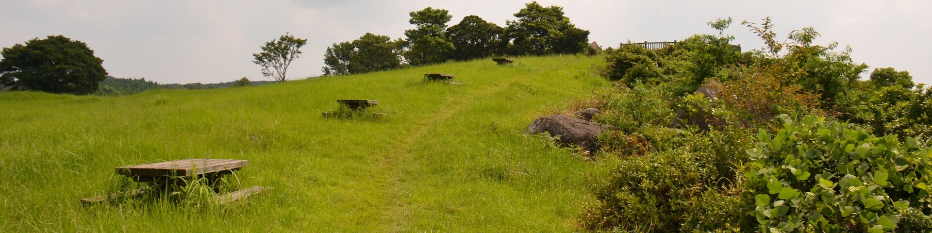 A grassy field with scattered trees and a wooden bench.