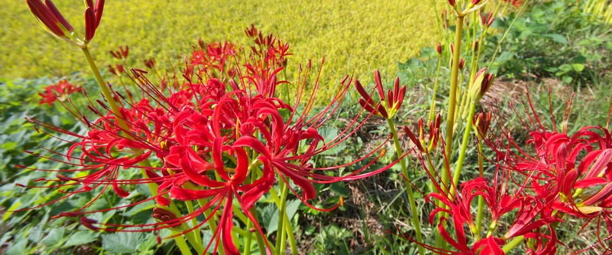 彼岸花と炭山棚田