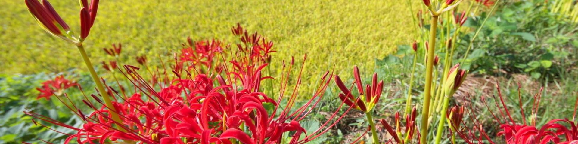 彼岸花と炭山棚田