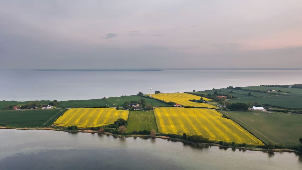 Paisagem rural com campos de plantações amarelas, um corpo d'água e uma turbina eólica.